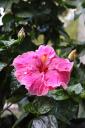 сёрферский цветок в ботаническом саду Ганновера